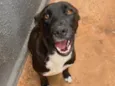 Apolo
