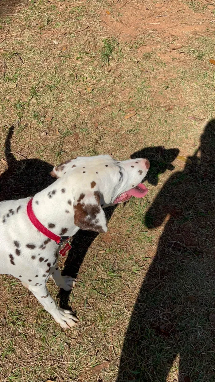 Cachorro ra a Dálmata idade 2 anos nome Apolo