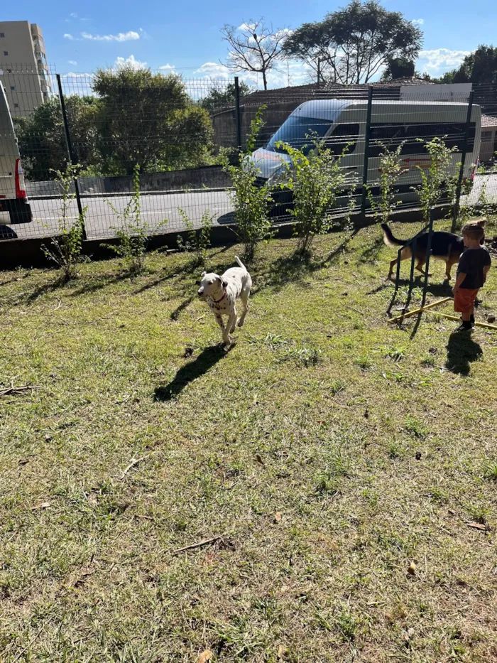 Cachorro ra a Dálmata idade 2 anos nome Apolo