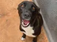 Apolo