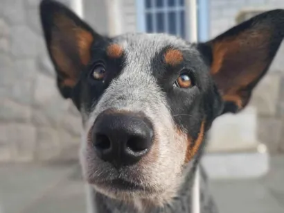 Cachorro raça Blue Heller/boiadeiro australiano  idade 7 a 11 meses nome Fumaça 