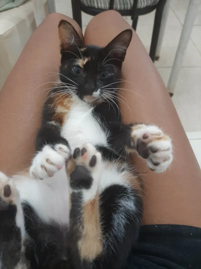 Gato ra a SRD-ViraLata idade 2 a 6 meses nome Kyarinha 