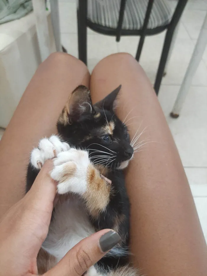 Gato ra a SRD-ViraLata idade 2 a 6 meses nome Kyarinha 