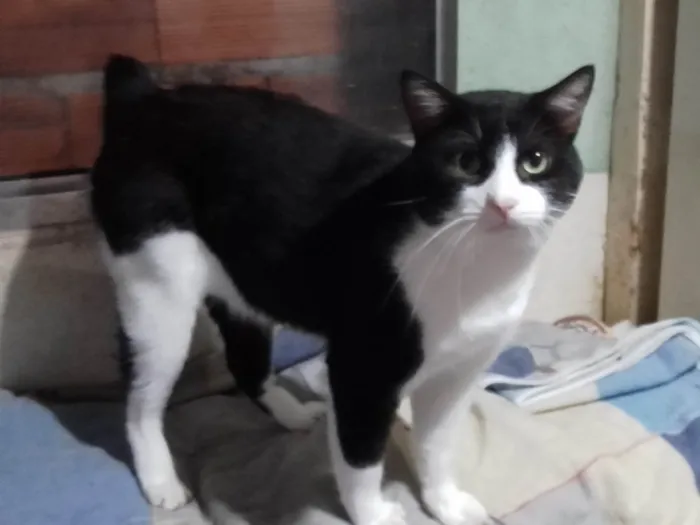 Gato ra a SRD-ViraLata idade 2 anos nome Rabinho