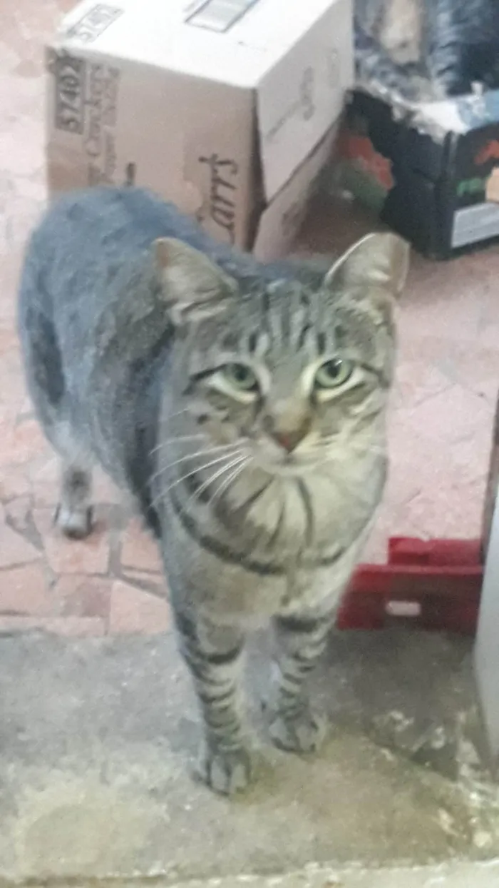 Gato ra a SRD-ViraLata idade 3 anos nome Gucci e Armani