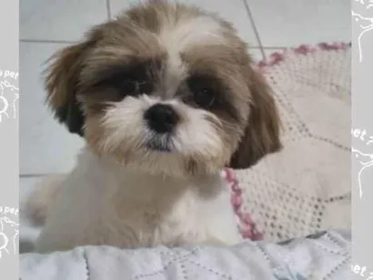 Cachorro raça Shitzu idade 2 a 6 meses nome Maya