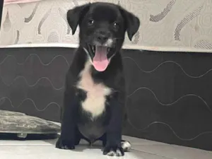 Cachorro raça SRD-ViraLata idade 2 a 6 meses nome Nego doce 