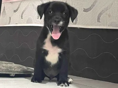 Cachorro raça SRD-ViraLata idade 2 a 6 meses nome Nego doce 