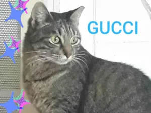 Gato raça SRD-ViraLata idade 3 anos nome Gucci e Armani