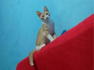 Gato raça SRD-ViraLata idade 2 a 6 meses nome Maracujá 