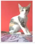 ALÍCIA