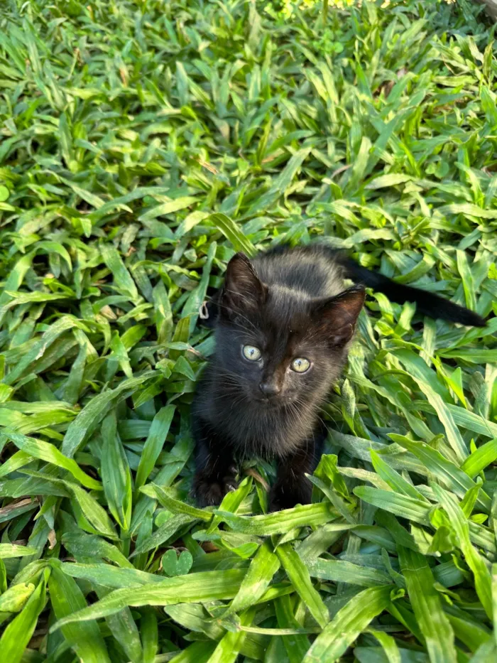 Gato ra a SRD-ViraLata idade 2 a 6 meses nome Doação gatinhos 