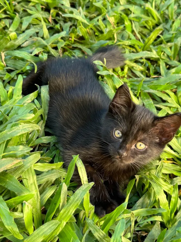 Gato ra a SRD-ViraLata idade 2 a 6 meses nome Doação gatinhos 