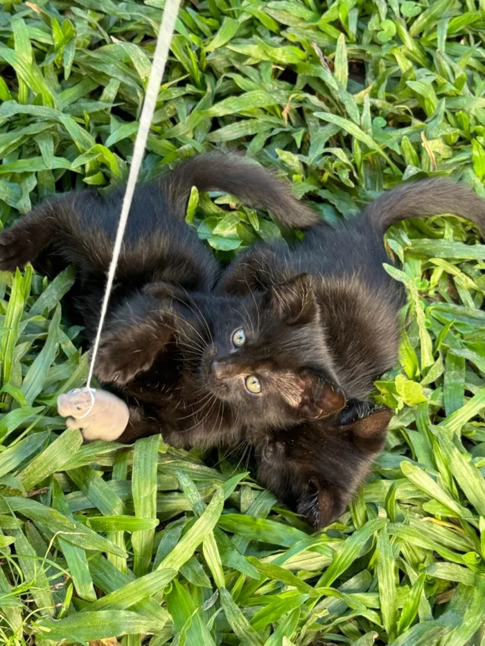 Gato ra a SRD-ViraLata idade 2 a 6 meses nome Doação gatinhos 