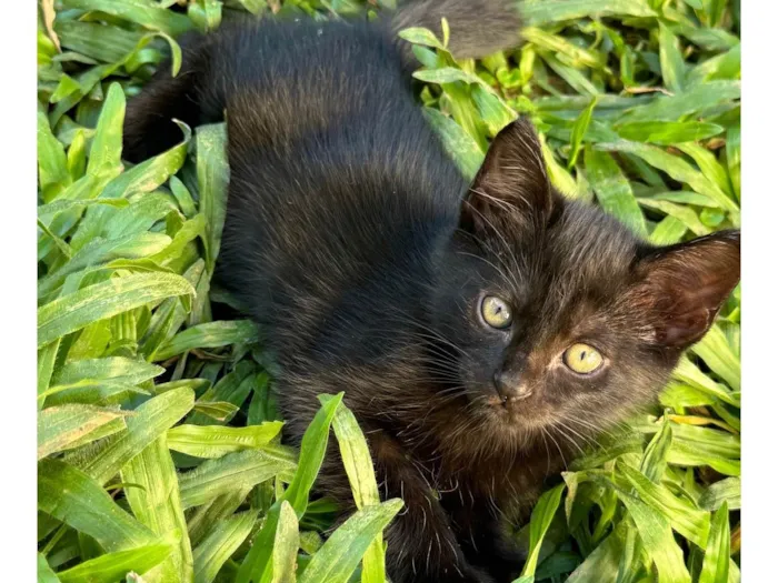 Gato ra a SRD-ViraLata idade 2 a 6 meses nome Doação gatinhos 