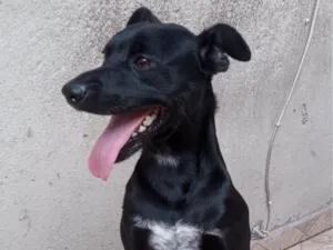 Cachorro raça SRD-ViraLata idade 1 ano nome Neguinho 