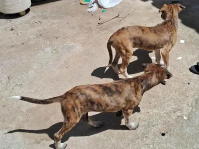 Cachorro raça SRD-ViraLata idade 2 a 6 meses nome Sem nome