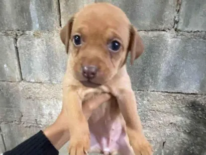 Cachorro raça SRD-ViraLata idade Abaixo de 2 meses nome Filhotes