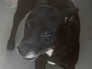 Cachorro raça SRD-ViraLata idade 1 ano nome Bolt 