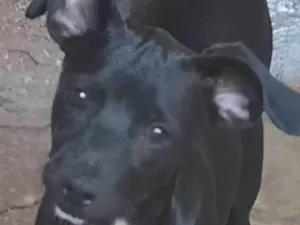 Cachorro raça SRD-ViraLata idade 7 a 11 meses nome Jonhy 