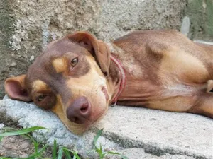 Cachorro raça SRD-ViraLata idade 1 ano nome CACAU