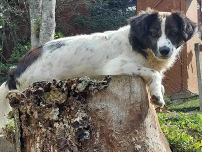 Cachorro raça SRD-ViraLata idade 2 anos nome EROS