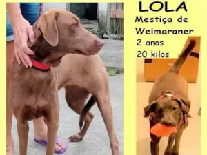 Cachorro raça SRD-ViraLata idade 2 anos nome Lola