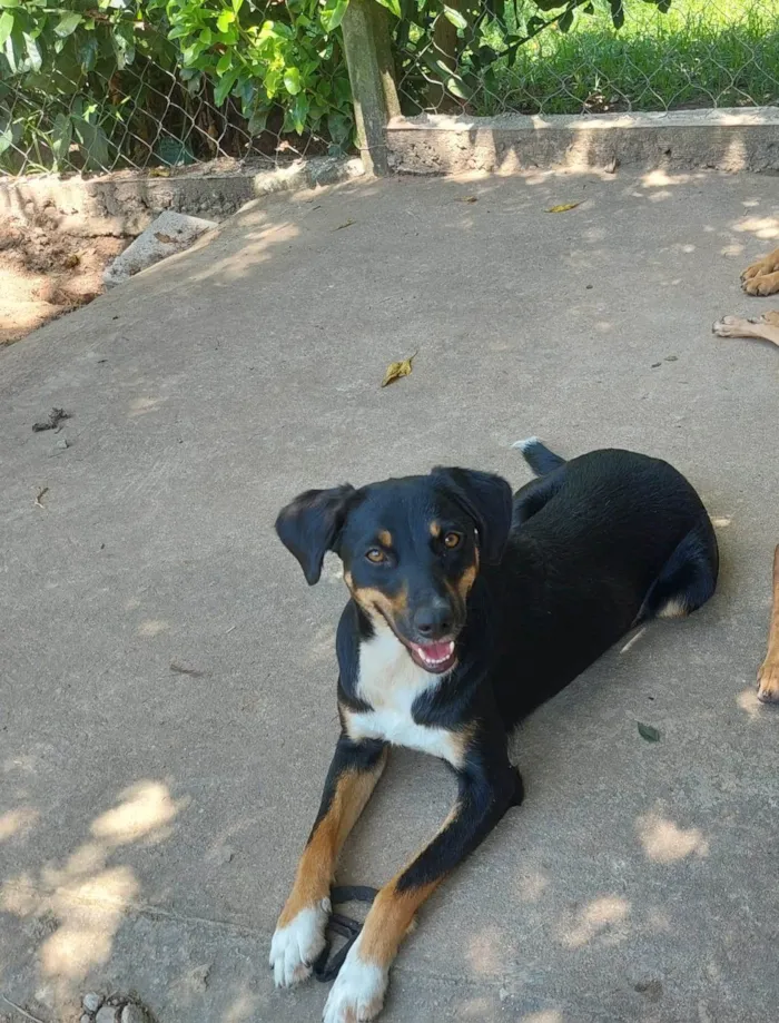 Cachorro ra a SRD-ViraLata idade 2 anos nome BELINHA