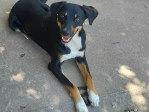 Cachorro raça SRD-ViraLata idade 2 anos nome BELINHA