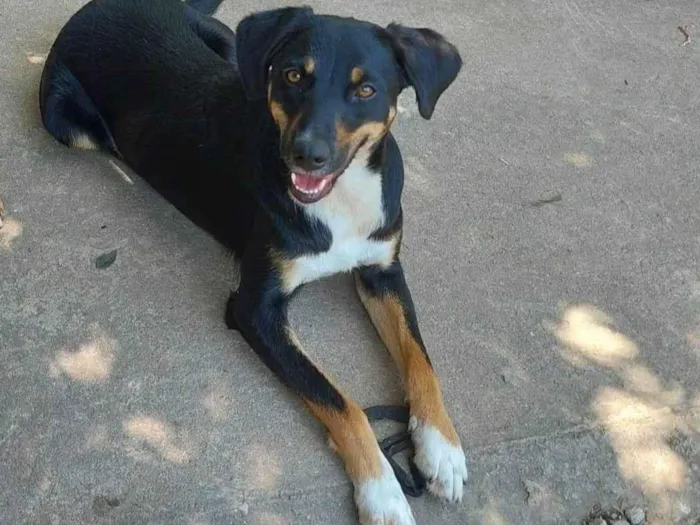 Cachorro ra a SRD-ViraLata idade 2 anos nome BELINHA