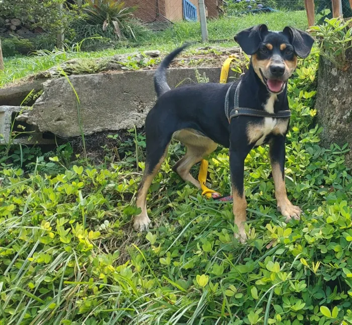 Cachorro ra a SRD-ViraLata idade 1 ano nome CÉU