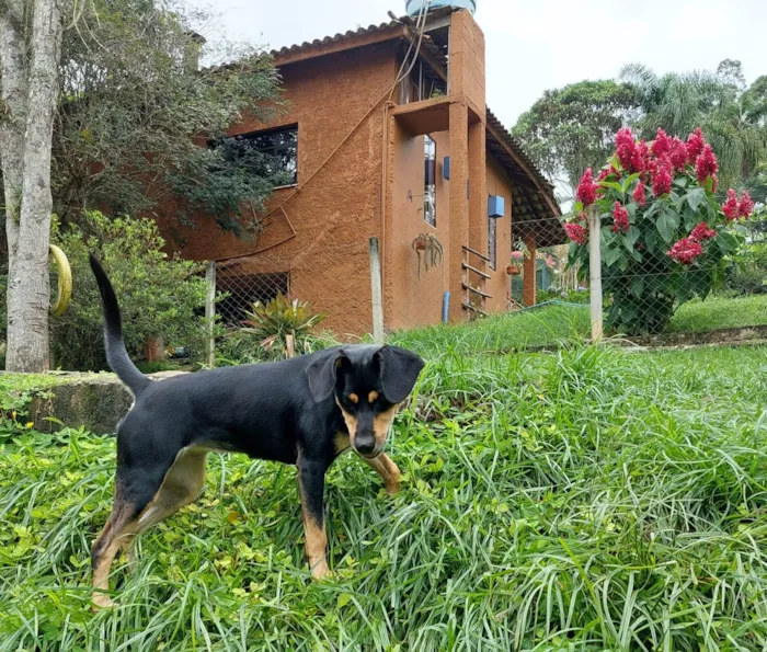 Cachorro ra a SRD-ViraLata idade 1 ano nome CÉU