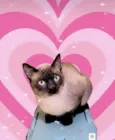 Pudim bb7meses lindo e muito carinhoso