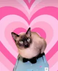 Pudim bb7meses lindo e muito carinhoso
