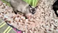 Pudim bb7meses lindo e muito carinhoso