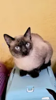 Pudim bb7meses lindo e muito carinhoso