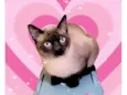 Pudim bb7meses lindo e muito carinhoso