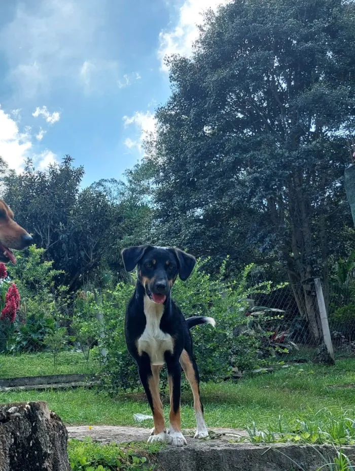 Cachorro ra a SRD-ViraLata idade 2 anos nome BELINHA