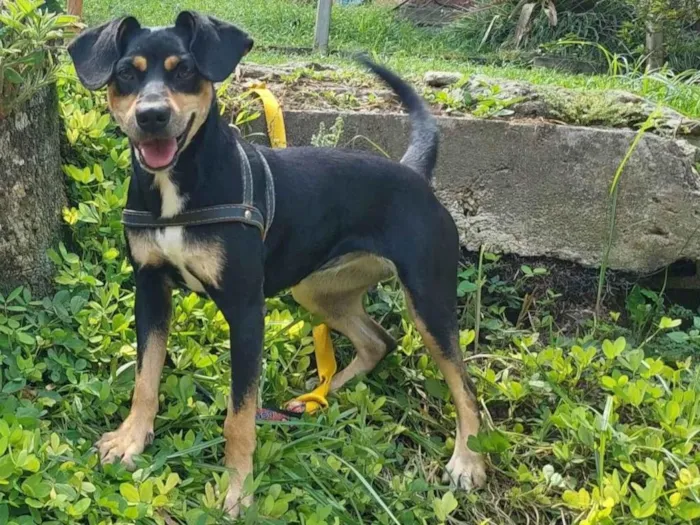 Cachorro ra a SRD-ViraLata idade 1 ano nome CÉU