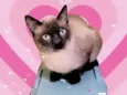 Pudim bb7meses lindo e muito carinhoso