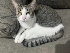 Gato raça SRD-ViraLata idade 2 anos nome  kiara