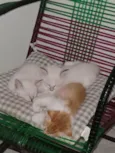 Lico, Leon e Ninha