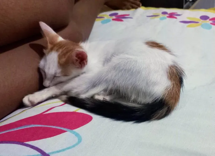 Gato ra a SRD-ViraLata idade Abaixo de 2 meses nome Maria Bethânia