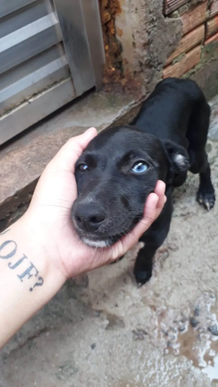 Cachorro ra a SRD-ViraLata idade 2 a 6 meses nome BARTOLOMEU 