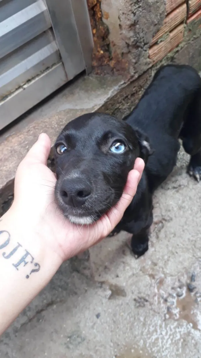 Cachorro ra a SRD-ViraLata idade 2 a 6 meses nome BARTOLOMEU 