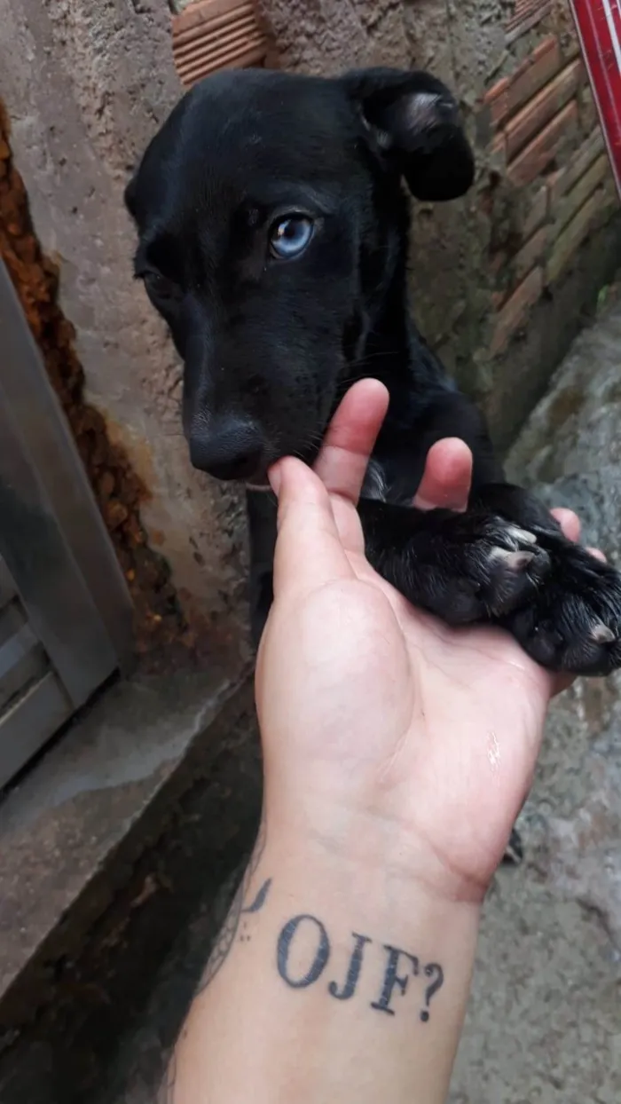 Cachorro ra a SRD-ViraLata idade 2 a 6 meses nome BARTOLOMEU 