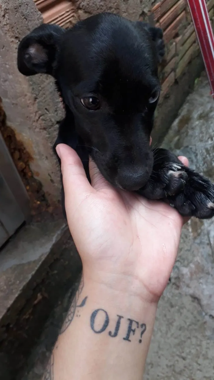 Cachorro ra a SRD-ViraLata idade 2 a 6 meses nome BARTOLOMEU 