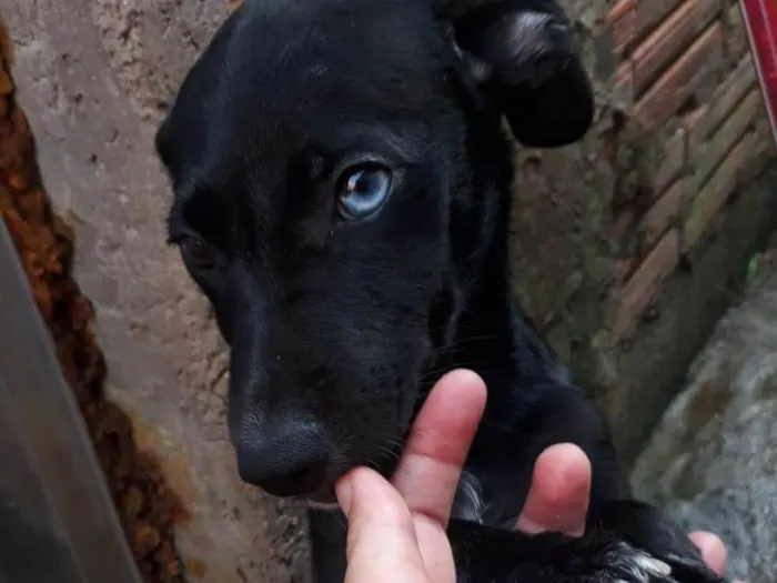 Cachorro ra a SRD-ViraLata idade 2 a 6 meses nome BARTOLOMEU 