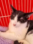 Elvis