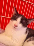 Elvis